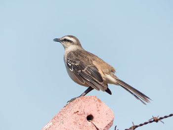 Close-up of bird perching on roof against sky