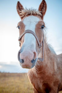 Close-up portrait of a horse