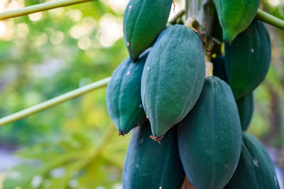 Close-up of fruits growing on plant