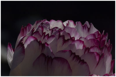 Close-up of pink roses against black background