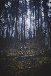 Trees in forest