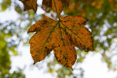 Low angle view of maple leaf during autumn