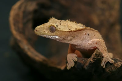 Macedonia crest gecko crowling on dry brown wood.