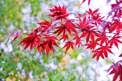 Close-up of maple leaves on tree