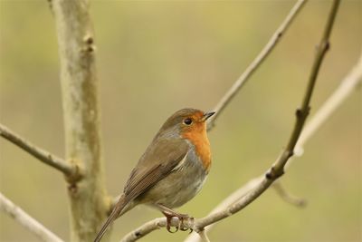 Close-up of bird perching on branch