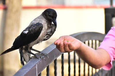 Crow feeding photo
