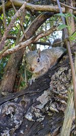 Squirrel sitting on tree trunk