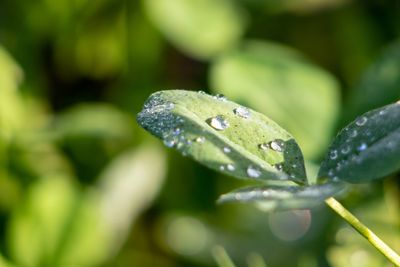 Close-up of water drops on plant leaves