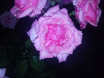 Close-up of wet pink rose blooming outdoors