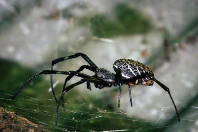 Close-up of spider on web