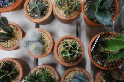 Full frame shot of succulent plants