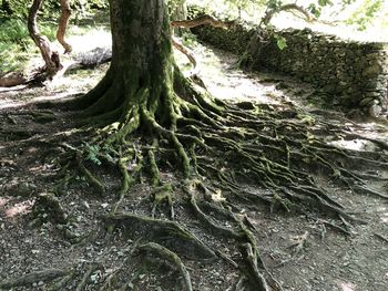 Trees growing in forest