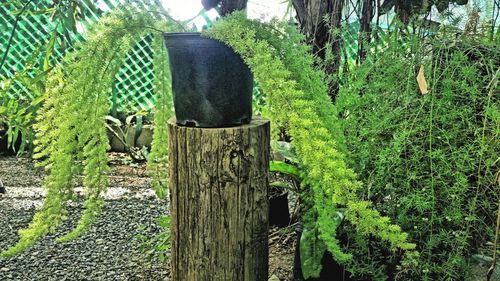 Cat on tree by plants