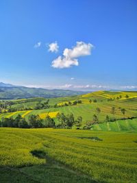 Scenic view of field against sky