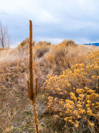 Dry plants on land against sky