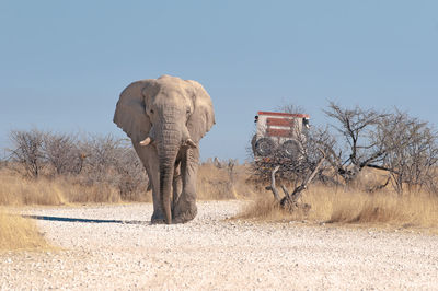 Elephant walking on footpath against clear sky