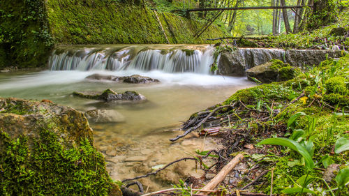 Scenic view of waterfall in forest