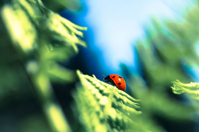 Close-up of ladybug on leaf