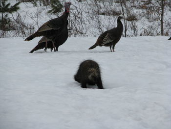 Birds on snow field during winter