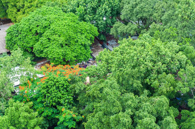 High angle view of plants growing in forest