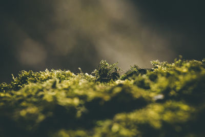 Close-up of moss growing on tree