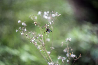 Close-up of insect on plant