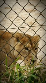 Close-up of chainlink fence