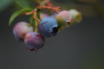 Close-up of berries growing on branch