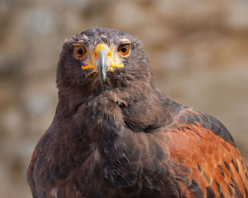 Harris hawk 