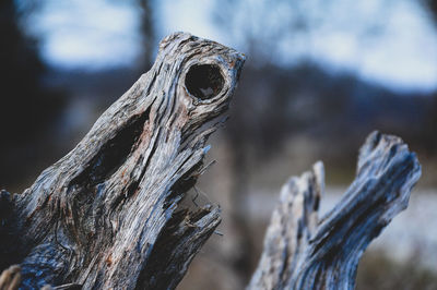 Close-up of driftwood on tree trunk