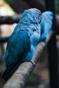 Close-up of parrot perching