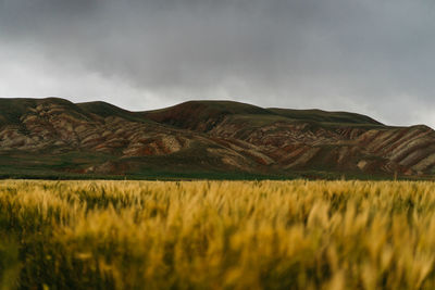 Scenic view of agricultural field against sky