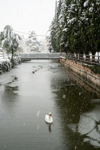 High angle view of swans swimming in lake