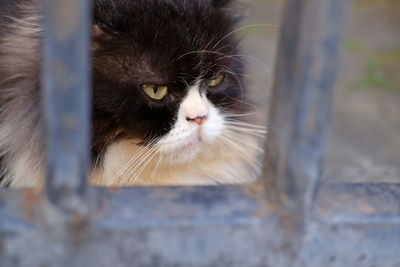 Close-up portrait of a cat