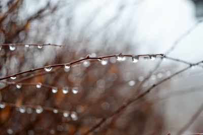 Close-up of water drops on frozen branch
