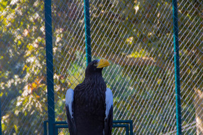 Peacock in cage at zoo