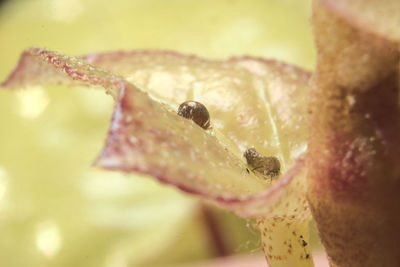 Close-up of water drops on flower