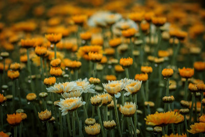 Close-up of yellow flowering plants on field