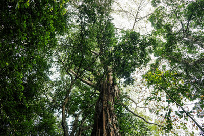 Low angle view of trees in forest