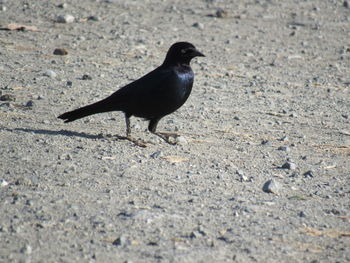 High angle view of bird perching on sand