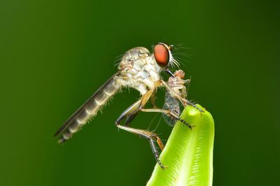 Close-up of insect on leaf