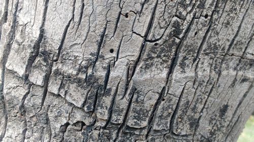 Full frame shot of tree stump