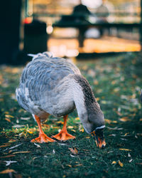 Close-up of duck on field