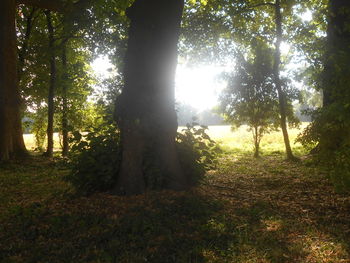 tree