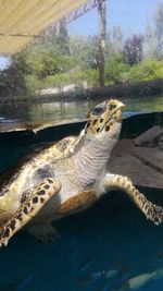 High angle view of turtle in sea