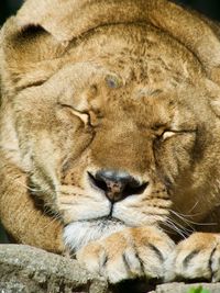 Close-up of a lioness happily sleeping in the sun