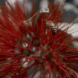 Close-up of insect on red flower