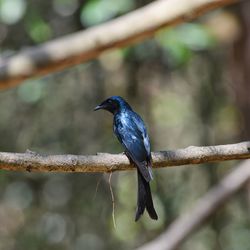 Close-up of bird perching on branch