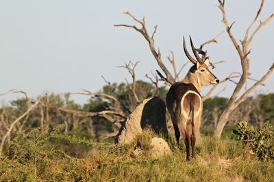 Blackbuck on field