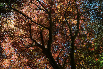 Low angle view of tree during autumn